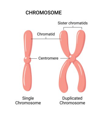 Vector illustration of chromosome structure clipart