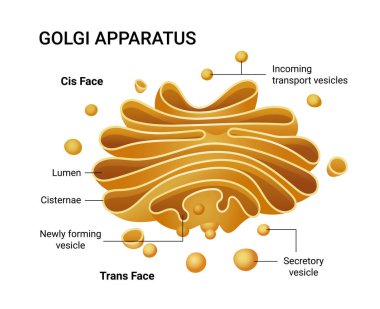 Illustration of a Golgi apparatus structure. Vector infographics.  clipart