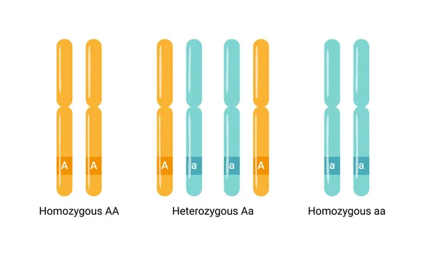 Vectorillustratie Van Heterologe Homologe Chromosomen — Stockvector
