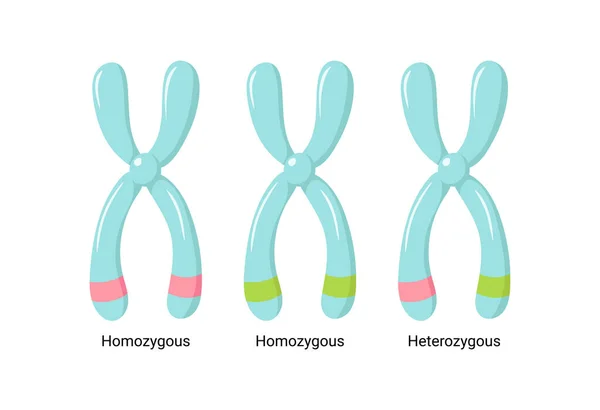 Ilustração Vetorial Cromossomos Heterólogos Homólogos —  Vetores de Stock