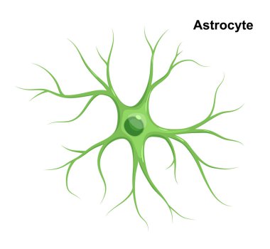 Blue Astrocyte. Cell of Neuroglia. Vector eductional illustration clipart