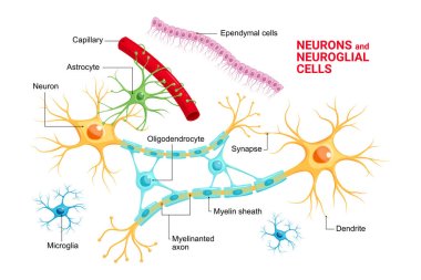 Vector infographic of Neuron and glial cells (Neuroglia). Astrocyte, microglia and oligodendrocyte, ependymal cells (ependymocytes and tanycytes) clipart