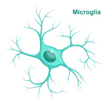 Vector Illustration of microglia.  Neuroglia (glial cell) clipart