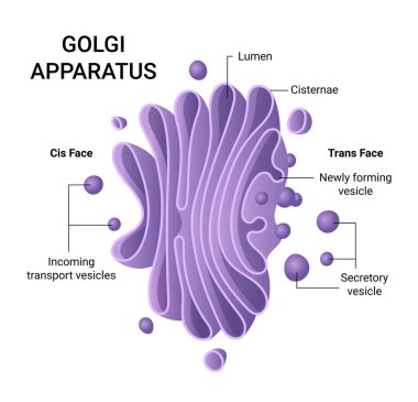 Vector infographics of a Golgi apparatus structure.  clipart