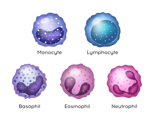 Vektor Illustration Monocyte Lymfocyt Eosinofili Neutrofila Basofil Vita Blodkroppar — Stock vektor