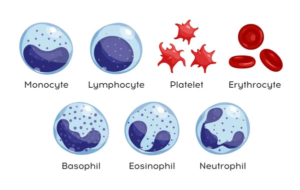 Set Vettoriale Monociti Linfociti Eosinofili Neutrofili Basofili Piastrine Eritrociti Tipi — Vettoriale Stock