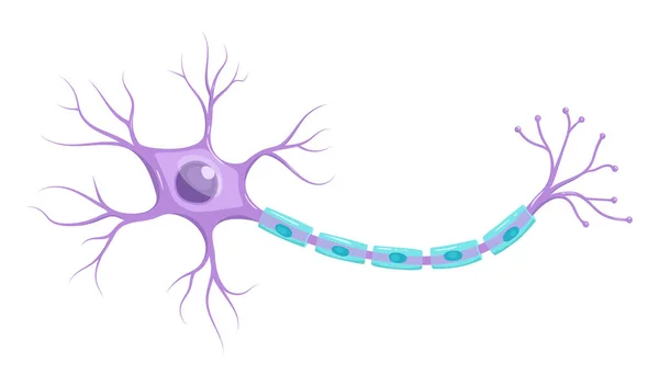 Infografica Vettoriale Anatomia Neuronale Assone Guaina Mielinica Dendriti Corpo Cellulare — Vettoriale Stock