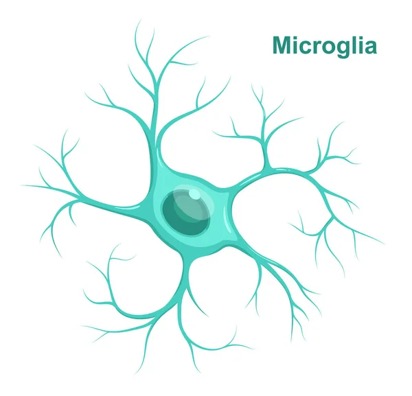 Vektorová Ilustrace Mikroglie Neuroglia Gliální Buňky — Stockový vektor