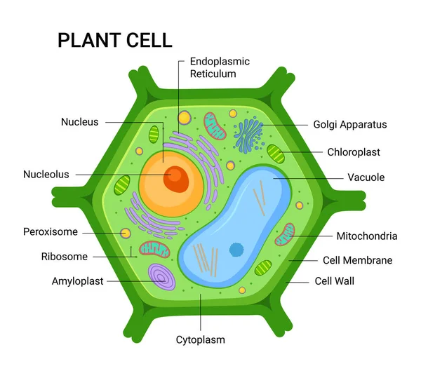 Vektorinfografik Der Anatomischen Struktur Von Pflanzenzellen Zellkern Mitochondrien Endoplasmatisches Retikulum — Stockvektor