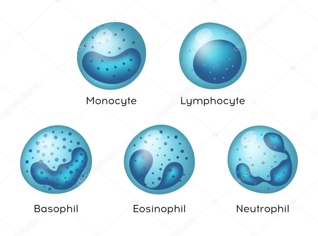 Vector illustration of Monocyte,   Lymphocyte, Eosinophil, Neutrophil, Basophil .Types of blood cells.