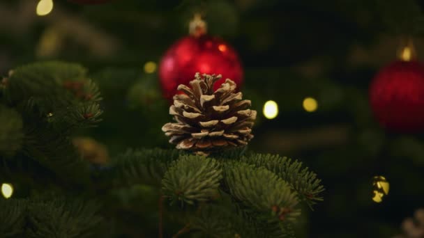 Cone de pinheiro em um zoom de árvore de Natal fora — Vídeo de Stock