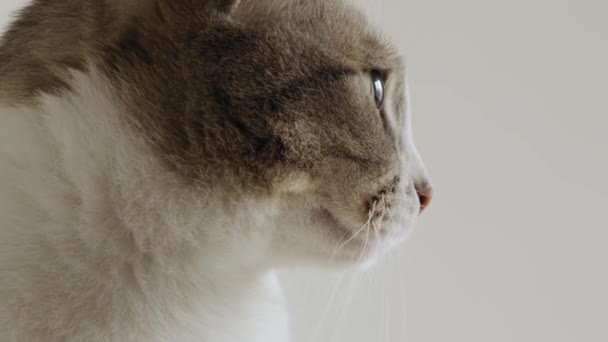White striped american shorthaired cat look — Stock Video