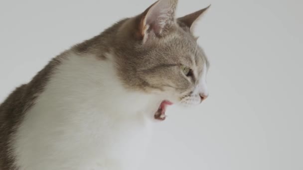 White striped american shorthaired cat licking and saying it was tasty — Stock Video