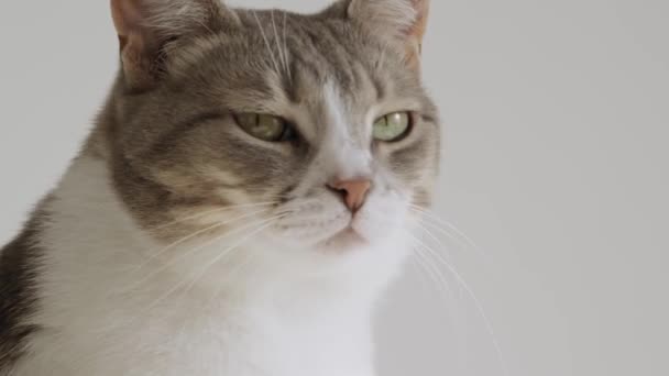 64 American shorthair cat Videos, Royalty-free Stock American shorthair cat Footage | Depositphotos