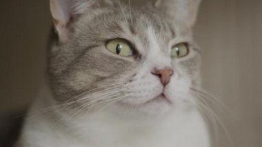 Komik bir Amerikan kedisine yakın çekim. Soluk soluğa bakıyor.