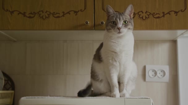 Cute american shorthaired striped cat reacts and looks to the camera — Stock Video