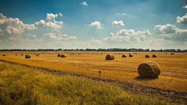 Campo agrícola vista cênica com nuvens inchadas Fotografia De Stock