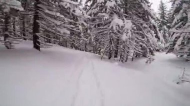 Bir snowboardcuyu ormanda ilk gören kişi.