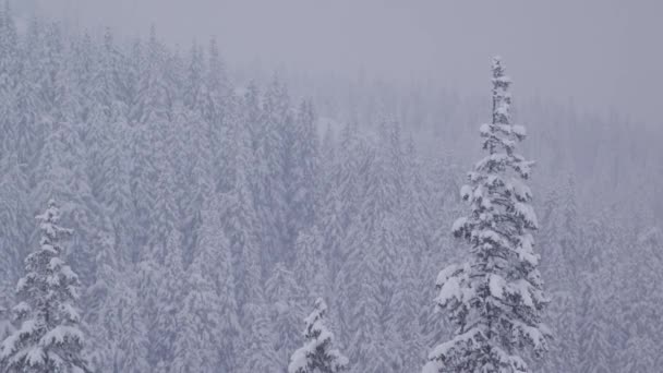 Zoom optique hors d'une pinède enneigée en montagne lors d'un blizzard de neige — Video