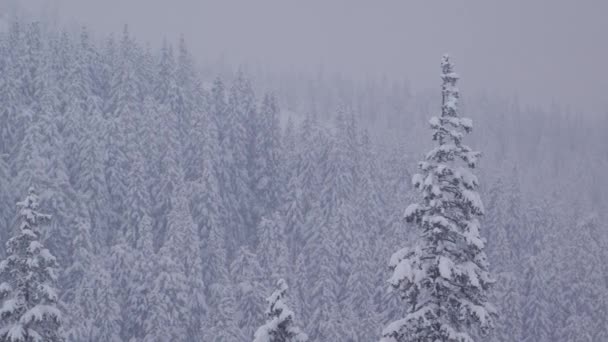 Caméra lente sur des sommets de pins recouverts de neige lors d'une tempête de neige dans les montagnes — Video