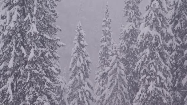 Levantándose en una vista llena de pinos nevados y muchos copos de nieve cayendo en primer plano — Vídeos de Stock