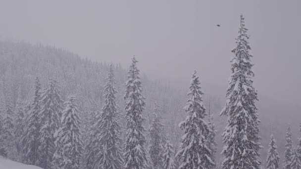 Langsame Kamerafahrt über einen Schneesturm in den Bergen mit einem Vogel, der über die Kiefernwälder fliegt — Stockvideo