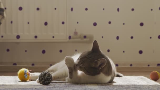 Gato doméstico lavándose la cara entre juguetes en el piso de casa — Vídeos de Stock