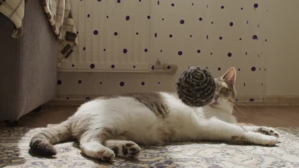 Luie witte kat vangen van een bal in slow motion — Stockvideo