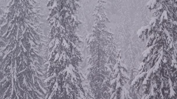 Kamera pánev přes pohled plný zasněžených borovic v horách — Stock video