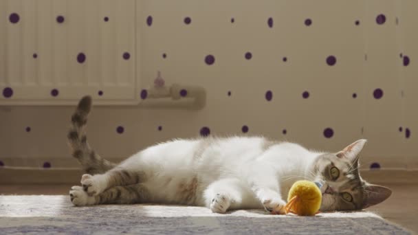 Gato perezoso jugando con sus juguetes en un rayo de luz solar en casa — Vídeos de Stock