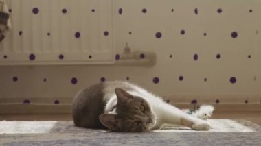 Kedi pençesini diğer pençesiyle evin içinde yalıyor.