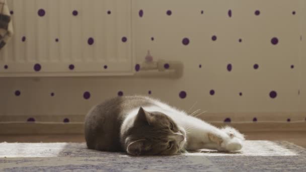 Katt slicka hennes tass med en leksak i hennes andra tass inomhus — Stockvideo