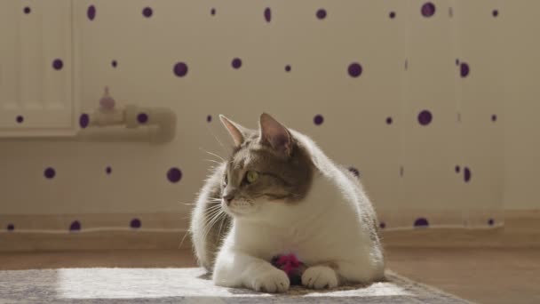Huslig katt lat fånga en leksak boll och tittar rakt på kameran — Stockvideo