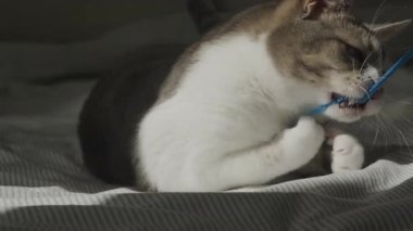 Yatakta uzanmış bir kedinin doğal güneş ışığında mavi bir teli neşeyle ısırması, aktif ve tuhaf davranışlar sergilemesi..