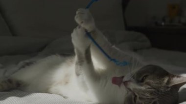 Sırtüstü uzanan komik kedi, yumuşak doğal ışıkta oynarken mavi bir oyuncak tutuyor ve onu yalıyor..