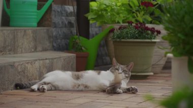Rahatlamış bir evcil kedi seramik bir verandada uzanır, saksı bitkileri ve yeşilliklerle çevrili tüylü bir oyuncakla zar zor meşgul olur..