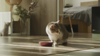 Evcil kedi, güneş ışığında kırmızı bir yemek kasesinden yedikten sonra dudaklarını yalayarak ahşap bir odada oturur..