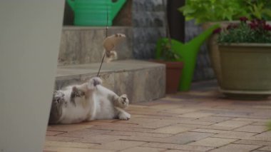 Bahçe bitkileri ve açık hava dekorlarıyla çevrili, asılı bir tüy oyuncağına vuran, fayanslı bir verandada şakacı bir kedi yatıyor..