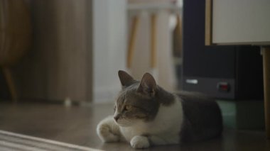 Evcil kedi, yumuşak doğal ışık altında ahşap zeminde uzanıyor. Huzurlu ve rahat bir ruh haliyle çevreyi sakince gözlemliyor..