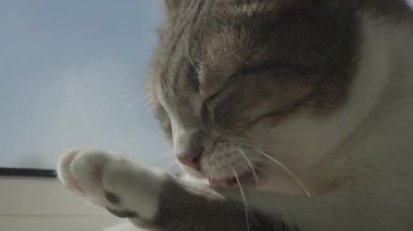 Pencere kenarında patisini temizleyen kısa saçlı kedi sakin ve samimi bir tımar anı yakalıyor..