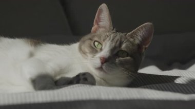 Evcil bir kedi çizgili bir yatakta rahat bir şekilde uzanır, güneş ışığında güneşlenirken yeşil gözlerle dikkatle bakar..