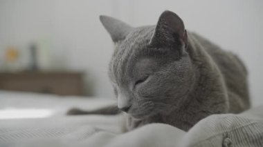 Sakin, gri, gözleri kapalı bir kedi, yumuşak ışıklı bir odada, çizgili bir yatakta sessizce uzanır. Huzur ve sükunet uyandırır..