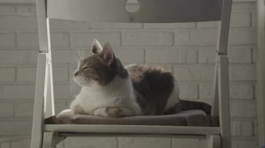 Rahat bir kedi yastıklı bir sandalyeye uzanır, sıcak güneş ışığının altında, kapalı bir alanda beyaz tuğla bir duvara yaslanır..