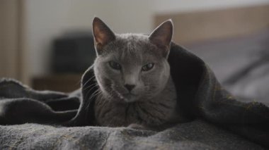 Gri bir kedi, rahat bir yatakta, koyu bir ekoseli battaniyenin altında, sakince kameraya bakıyor..