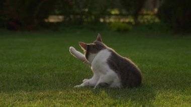 Gri ve beyaz bir kedi taze kesilmiş bir çimenlikte oturur, sıcak, yumuşak bir akşam güneşi altında pençelerini kaldırır..