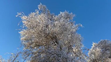 Soğuk, güneşli bir günde, açık mavi bir gökyüzünün altında, karla kaplı kış ağaçlarının dallarına yakın..