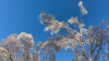 Soğuk, güneşli bir kış gününde, açık mavi gökyüzüne karşı buzlu dalları olan karla kaplı huş ağaçları..