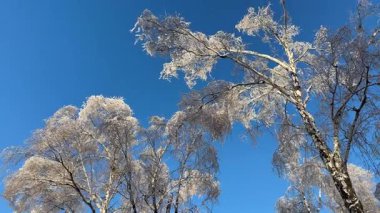 Güneşli bir günde, canlı, mavi bir kış gökyüzünün altında dallarla kaplı buzlu huş ağaçlarının manzarası..