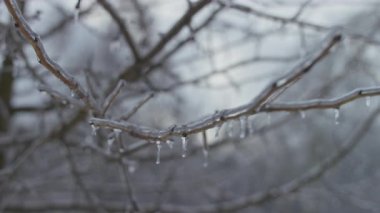 Soğuk ve soğuk bir kış gününde yakalanan açık buz ve küçük buz saçakları ile kaplı çıplak bir ağaç dalına yakın çekim.