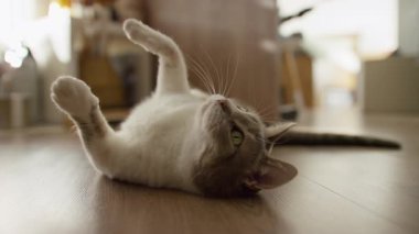 Şirin kedi, tahta bir zeminde sırt üstü uzanıyor, patileri neşeyle kalkıyor, rahat bir evde huzurlu bir anın tadını çıkarıyor..
